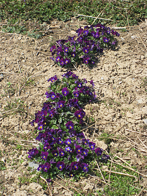 pansy mulched